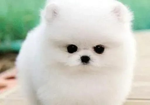 博美犬|去除博美犬身上异味的小窍门
