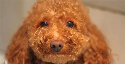 茶杯泰迪犬好养吗 茶杯泰迪犬是比较好养的 | 茶杯泰迪犬