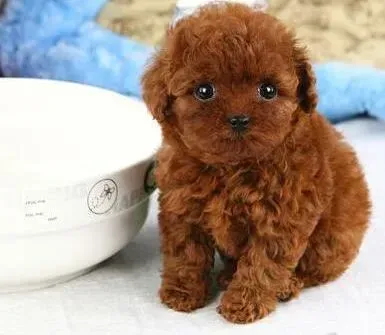 泰迪犬|泰迪犬眼睛上有很多眼屎如何清理干净彻底