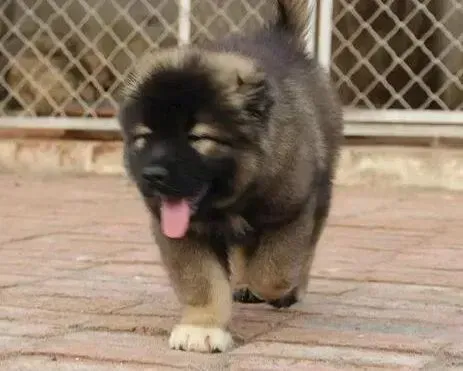 高加索犬|高加索犬拉稀还呕吐是吃坏肚子了还是怎么了