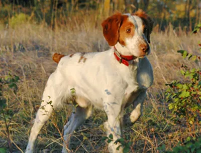 布列塔尼犬掉毛程度 换毛季掉毛较严重 | 布列塔尼犬