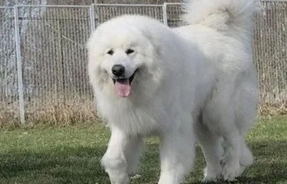 大白熊犬|大白熊犬呼吸道感染怎么治疗