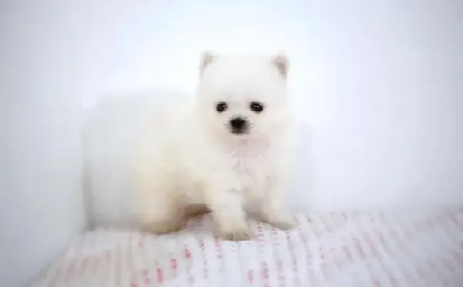 银狐犬|专业饲养 照顾银狐犬期间要注意什么