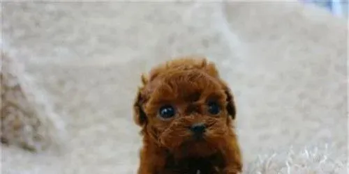 茶杯泰迪犬好养吗 茶杯泰迪犬是比较好养的 | 茶杯泰迪犬
