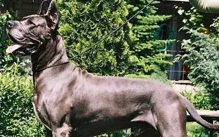 大丹犬性格 有很强忍耐力的狗狗 | 大丹犬