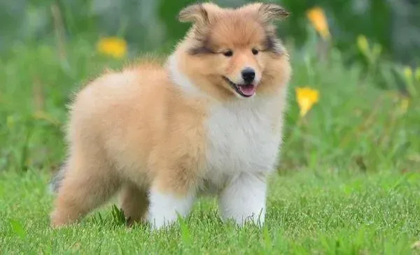 苏格兰牧羊犬|怎样培养苏格兰牧羊犬的野性