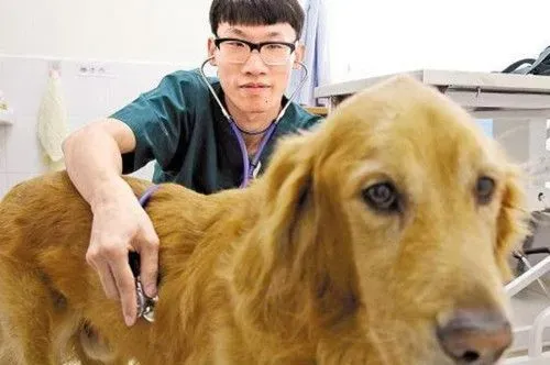 细小好转的症状 没有了呕吐拉血就是快好了 | 细小