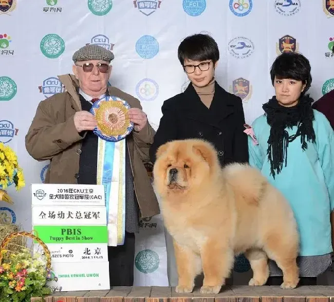 松狮犬|喂养有讲究 不同月龄的松狮犬喂养方法是怎样的