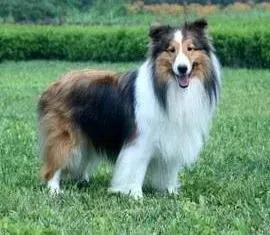 喜乐蒂|喜乐蒂犬毛发很干燥吃些什么食物可以美毛呢