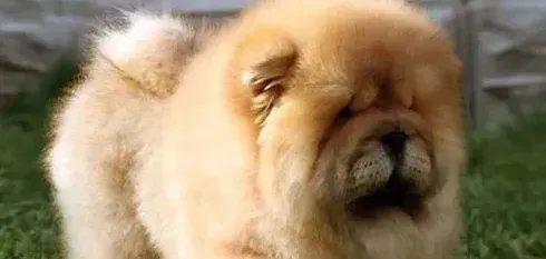 松狮犬好训练吗 不用一般的驯狗手法 | 松狮