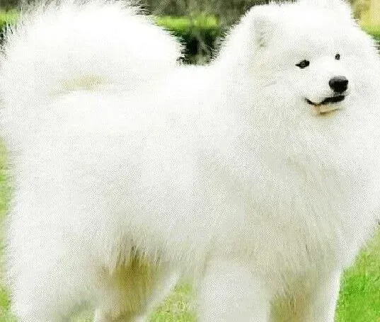 萨摩耶|萨摩耶犬几个很有趣又实用指令的训练