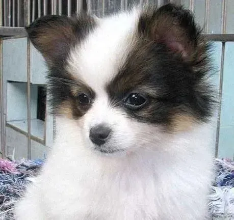 蝴蝶犬|给蝴蝶犬美容一定要避免的三大问题