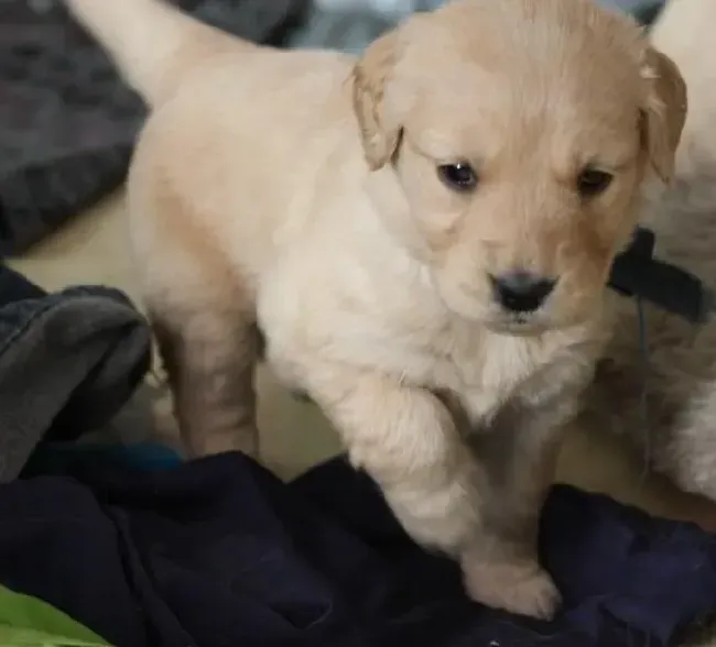 金毛|金毛犬突然不肯吃狗粮如何是好