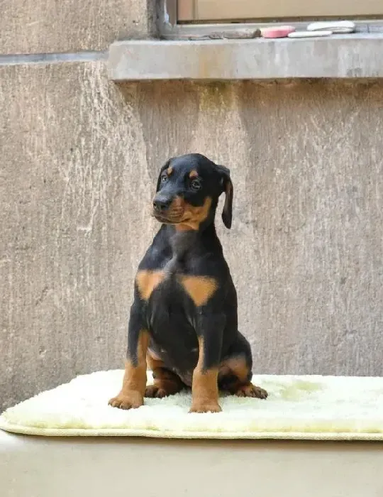 杜宾犬|杜宾犬呕吐未消化的狗粮的原因