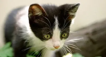 猫咪怎么分公母 注意观察它的生殖器官 | 猫