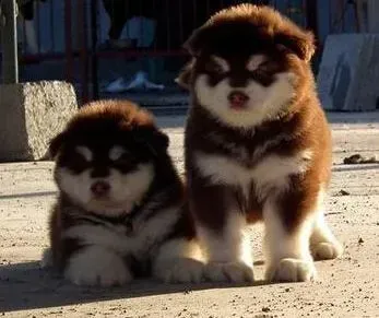 阿拉斯加犬|阿拉斯加犬患上皮肤病应如何医治 求解答