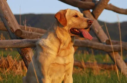 金毛犬拉稀怎么办 细心观察病情变化 | 金毛犬