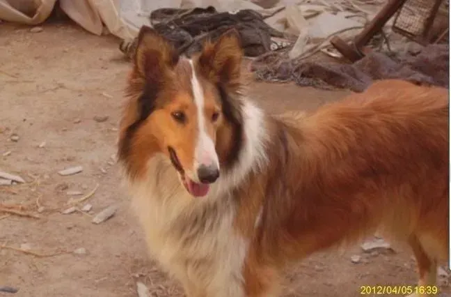 苏格兰牧羊犬|苏格兰牧羊犬最近越来越瘦怎么办