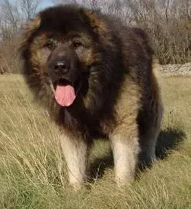 高加索犬|如何养成好习惯 改善高加索犬挑食的措施