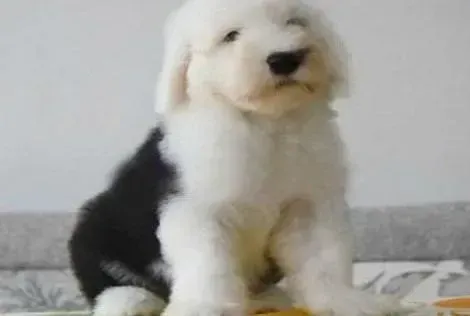 古代牧羊犬|如何轻松解决古代牧羊犬乱叫的坏习惯