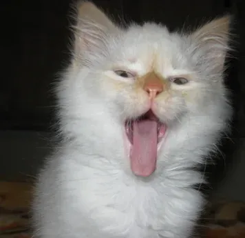 猫能吃安眠药吗 不可喂食猫安眠药 | 猫