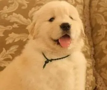 金毛|喂养年幼的金毛犬要用什么方法