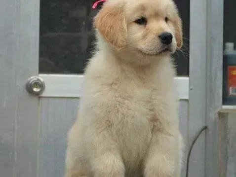 金毛|训练金毛犬最佳的时机是何时