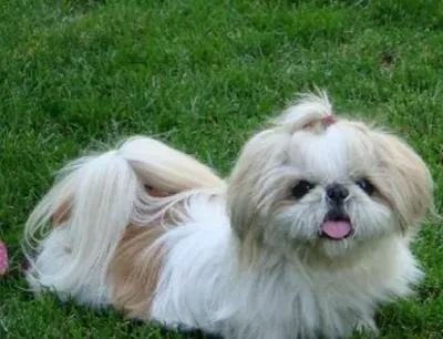西施犬的特点 该犬体态高贵典雅 | 西施犬
