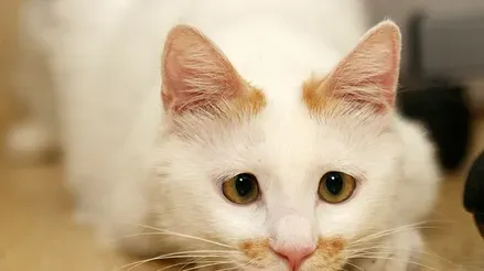 怎么训练猫咪为你衔东西 2步训练猫取东西 | 猫