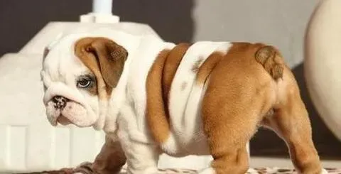 英国斗牛犬|斗牛犬的日常美容包括哪些项目