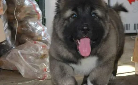 高加索犬|高加索犬被蜱虫咬了会不会传染给人