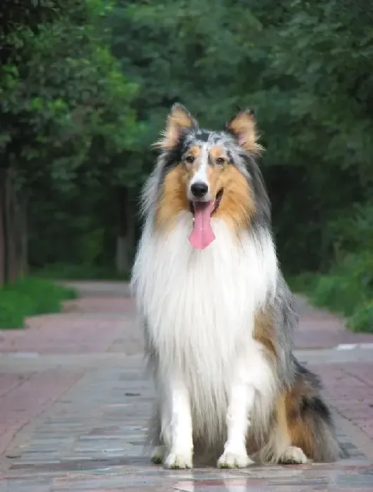 苏格兰牧羊犬|苏格兰牧羊犬总捡地上的东西吃怎么办