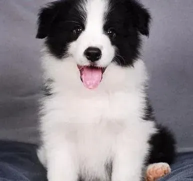 边境牧羊犬|边牧的腿被车给撞伤了 我要怎么处理
