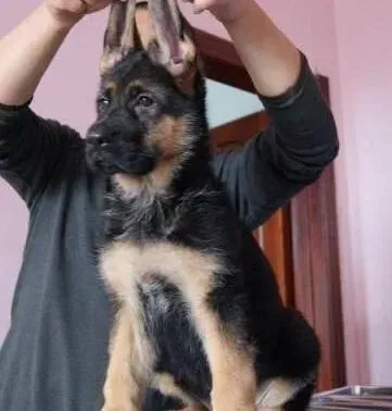 德国牧羊犬|德国牧羊犬蛋白质缺乏症的原因症状