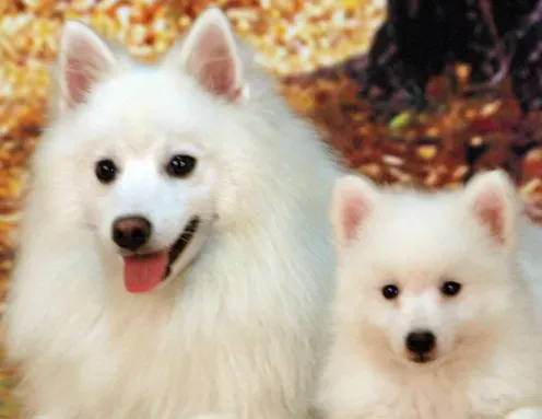 怎样训银狐犬 对主人十分的顺从 | 银狐犬