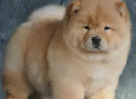 松狮犬|松狮犬换狗粮后一直拉稀，有很多眼屎是怎么了