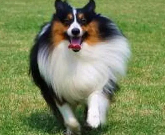 喜乐蒂|2个月的喜乐蒂犬眼睛总流眼泪怎么办