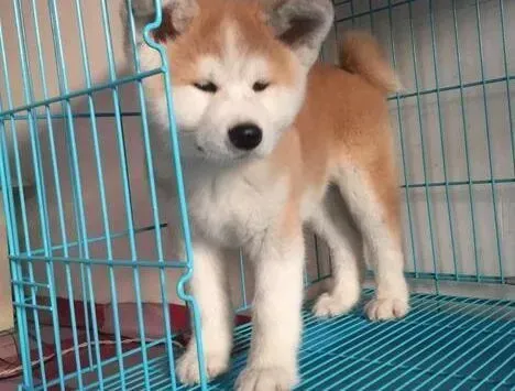 秋田犬|秋田犬通过哪些途径来表达自己的情感