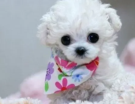 贵宾犬|贵宾犬全身红点，脱皮是什么问题