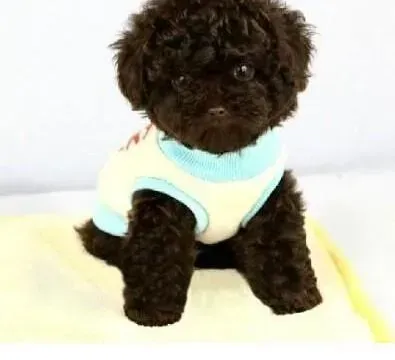 泰迪犬|时光如梭 泰迪犬渐渐迈入老龄化怎么办