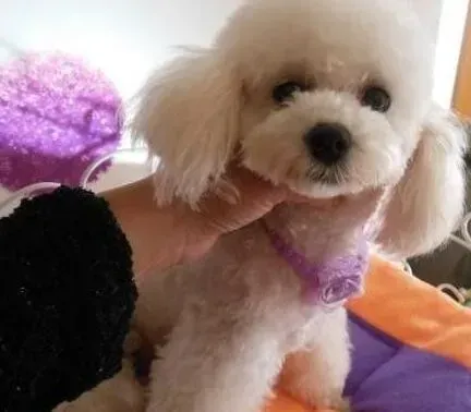 贵宾犬|贵宾犬脖子里面有个疙瘩是什么东西