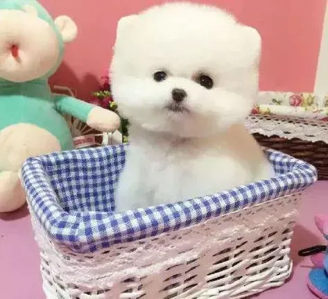 博美犬|日常生活中如何给博美犬科学补钙