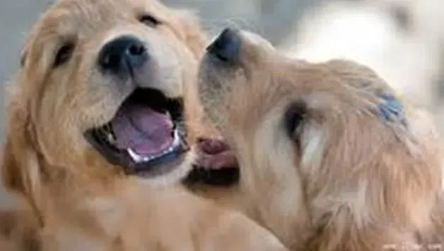 金毛|针对金毛犬胃里的异物应如何诊断和治疗
