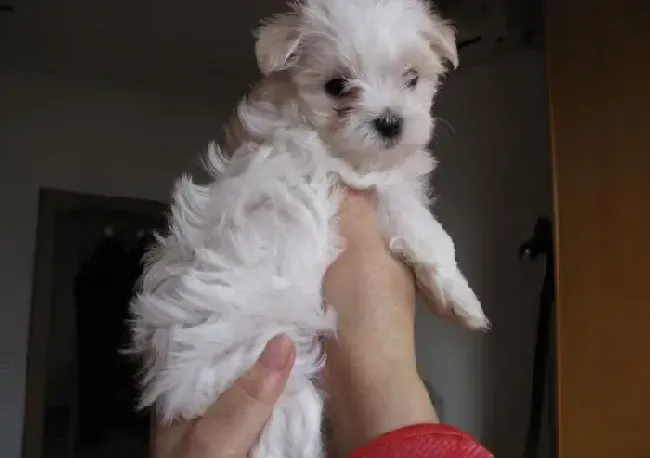 马尔济斯|给马尔济斯犬注射疫苗容易出现的误区