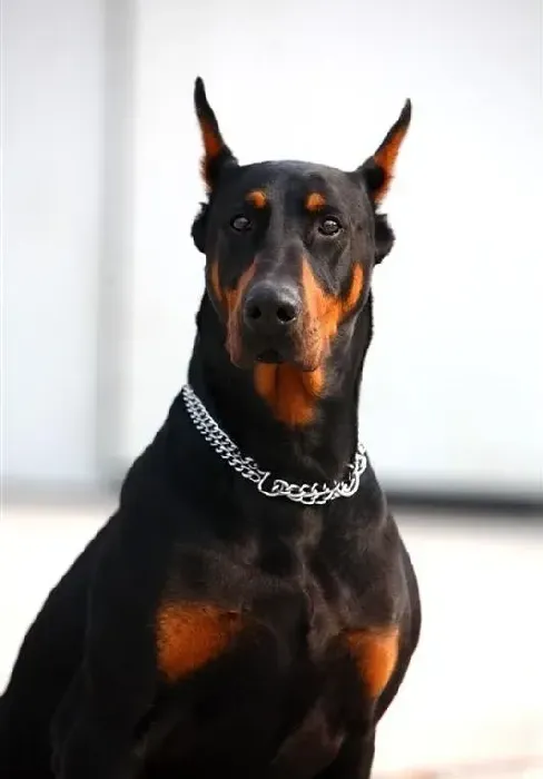 杜宾犬|杜宾犬有点呕吐，吐完又舔回去是为什么