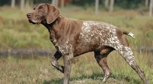 短毛指示犬体味重不 短毛指示犬体味比较轻 | 短毛指示犬