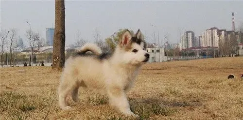 阿拉斯加雪橇犬闹吗 十分愿意与人亲近的犬种 | 阿拉斯加雪橇犬