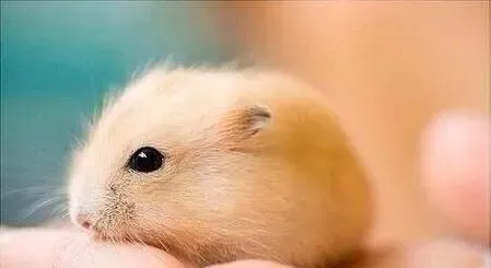 仓鼠掉毛怎么回事 换季引起的脱毛不用担心 | 仓鼠