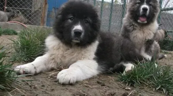 高加索犬|幼犬习惯养成之训练高加索犬文明排泄