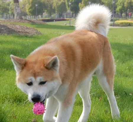 秋田犬鉴别 秋田犬头部宽阔形成一个钝三角形 | 秋田犬